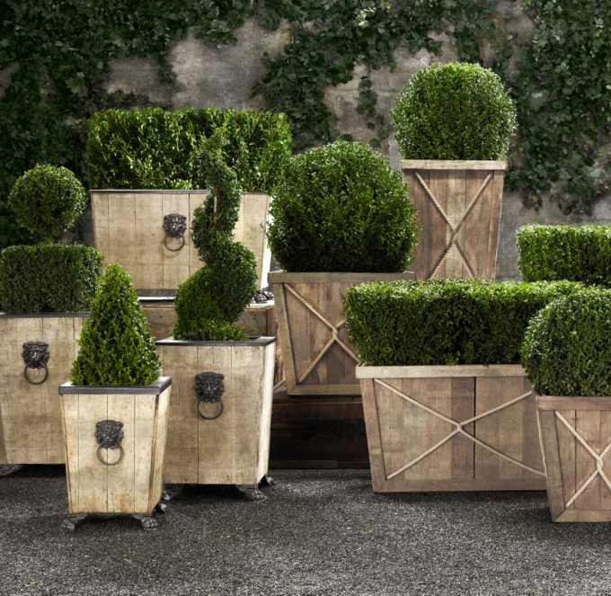 Live Boxwood Topiaries