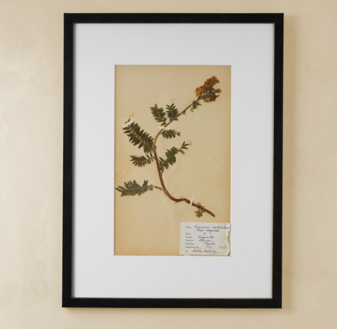 Botanical Pressing