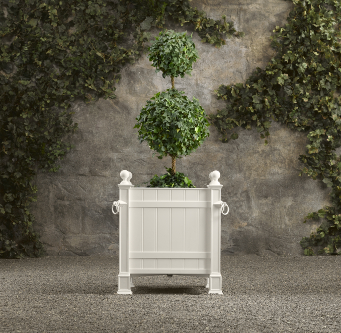 Live Double-Ball Ivy Topiary