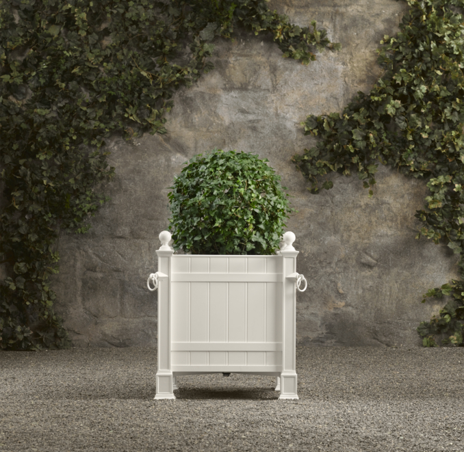Live Globe Ivy Topiary