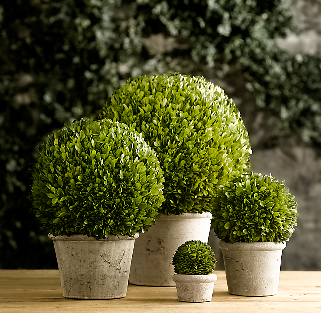 Preserved Boxwood Globes Preserved Boxwood Globes