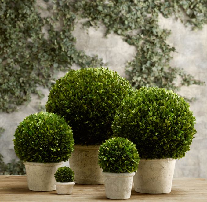 Preserved Boxwood Globes