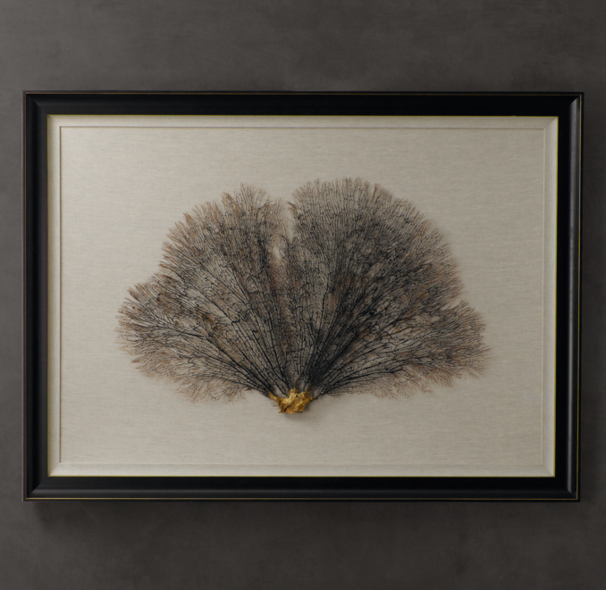 Preserved Sea Fan With Ivory Mat