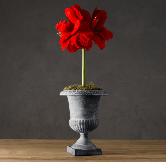 Classic Urn Red Lion Amaryllis Bulb Kit