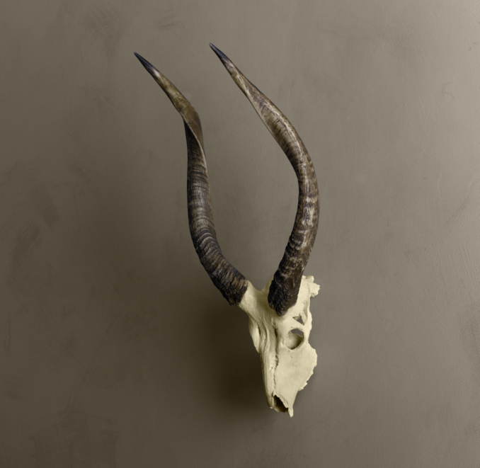 Ridged Antelope Horns in Cast Resin