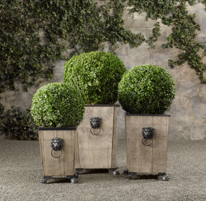 Ball Live Boxwood Topiary