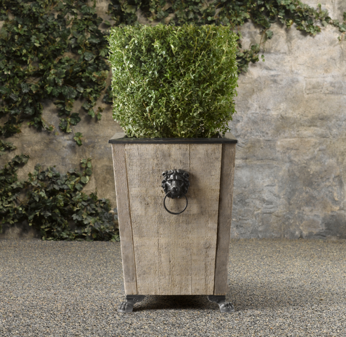 Cube Live Boxwood Topiary