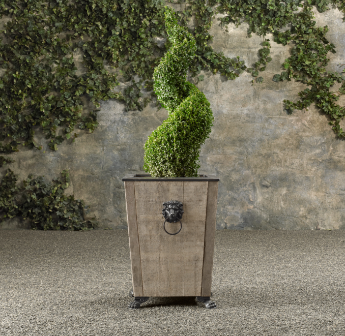 Spiral Live Boxwood Topiary