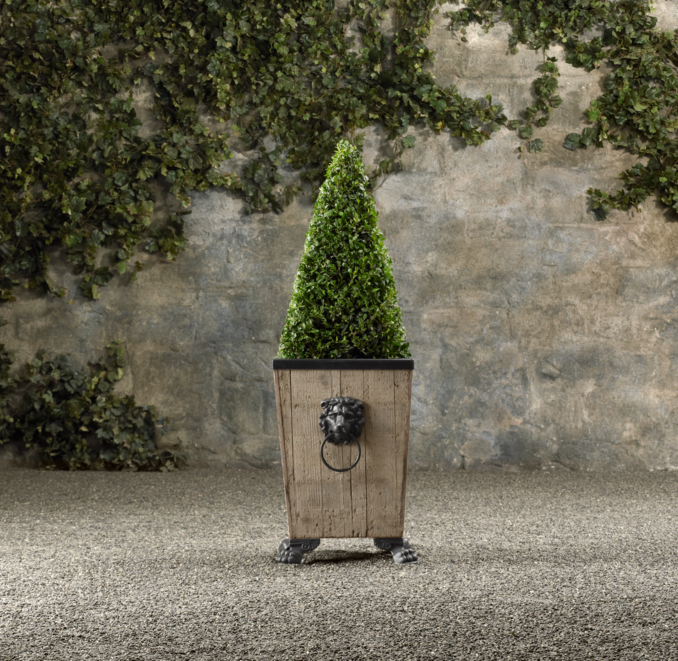 Dwarf Live Boxwood Topiary
