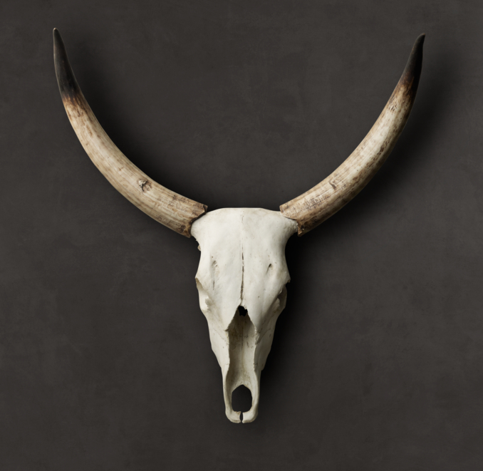 Steer Horns in Cast Resin