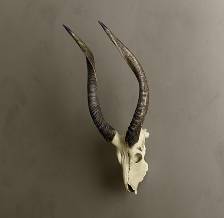 Smooth Antelope Horns in Cast Resin