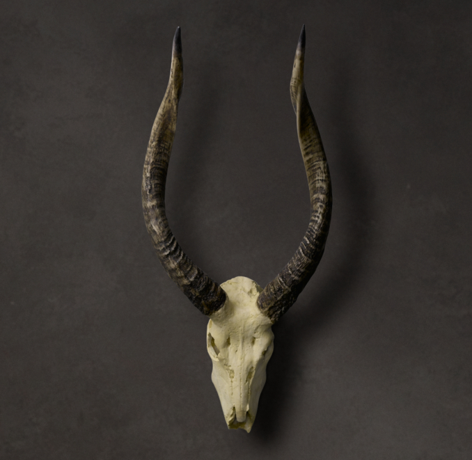 Smooth Antelope Horns in Cast Resin