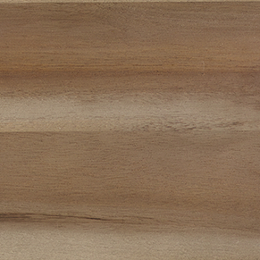 Grey Acacia