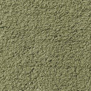 Thyme