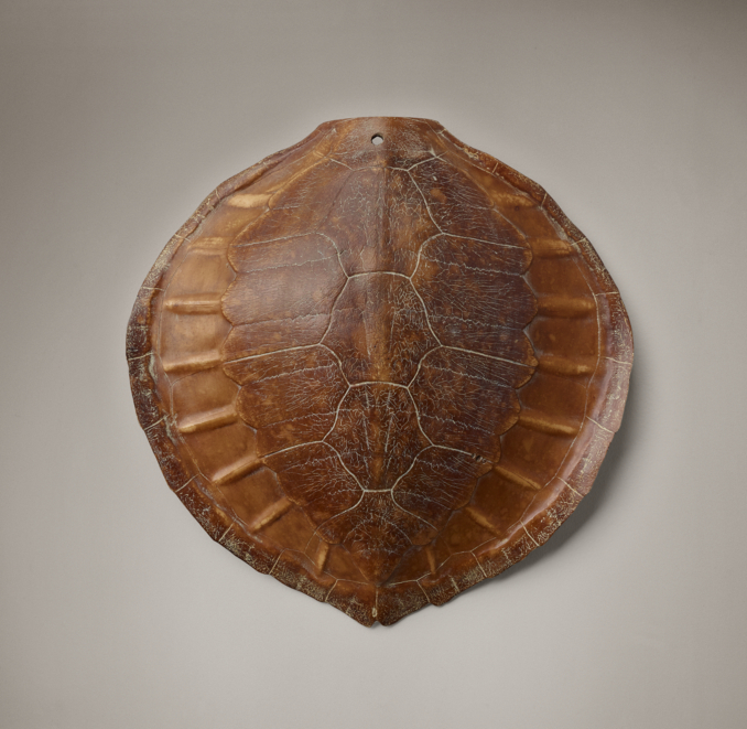 Sea Turtle Shell Honey Brown - Large | RH
