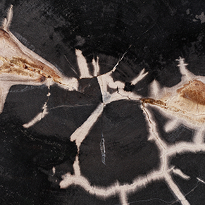 Dark Petrified Wood 