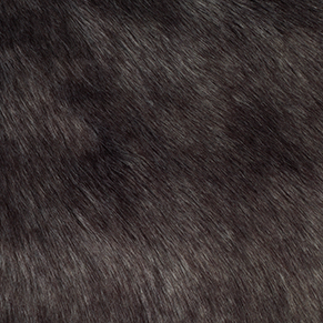 Silver Fox