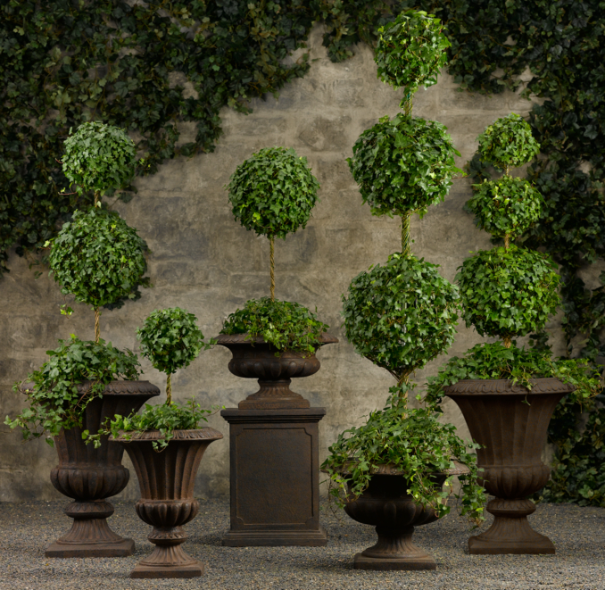 Live English Ivy Topiaries