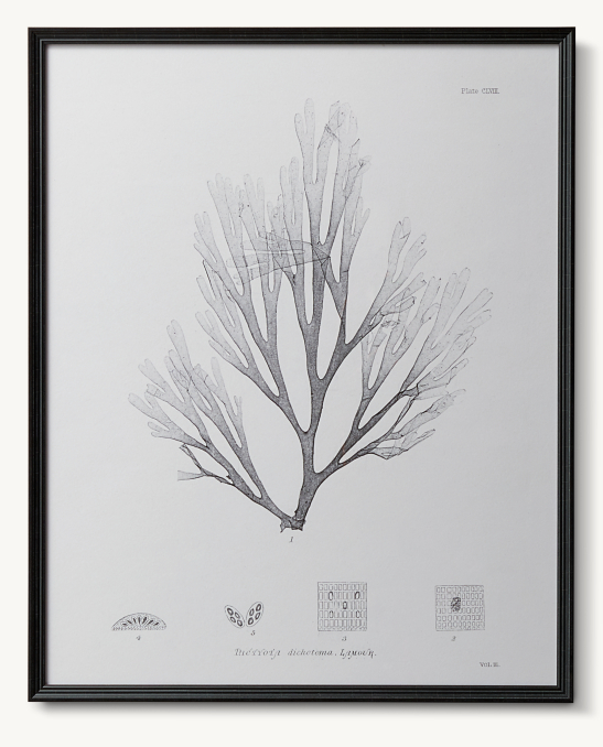 1859 Botanical Seaweed Print 1