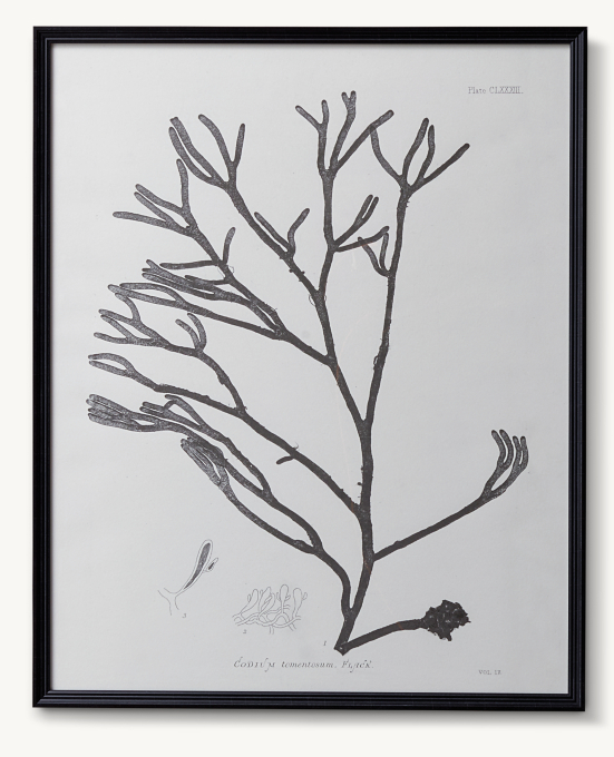 1859 Botanical Seaweed Print 9