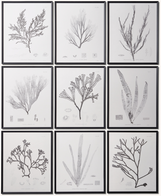 1859 Botanical Seaweed Print 1-9 Collection