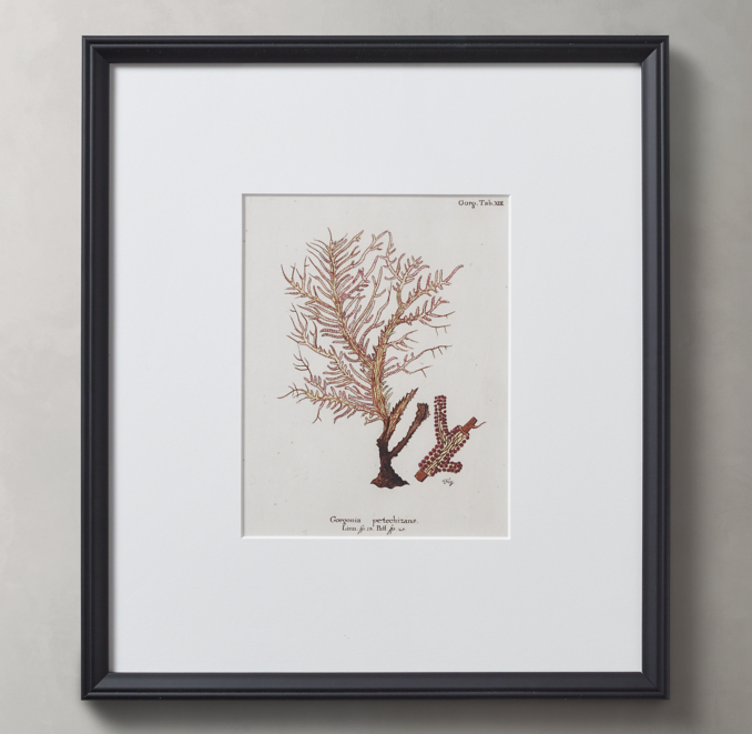 18th C. German Hand-Colored Coral Prints 10