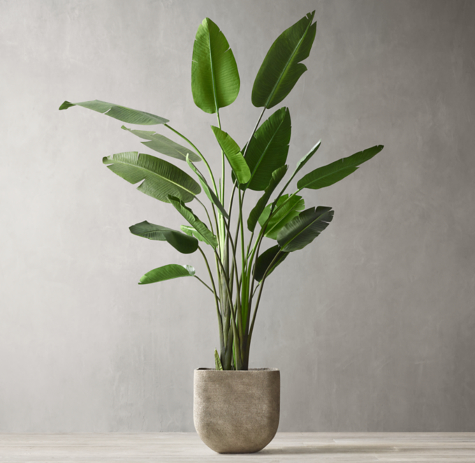 Bird of Paradise - Strelitzia reginae - Shrubz.us