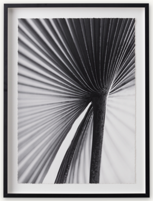 Front view of Nathan Dehart: Palm Frond 1 