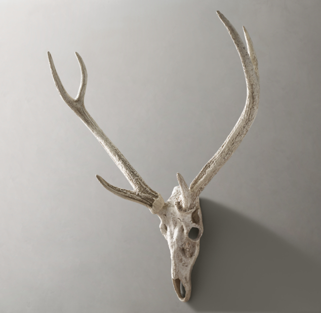 Deer Skull And Antlers