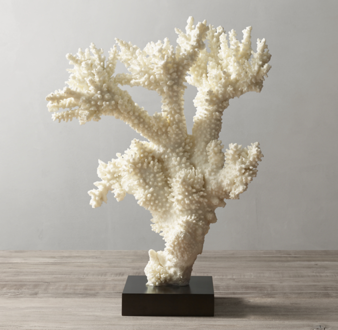 Tall Branch Coral Specimen