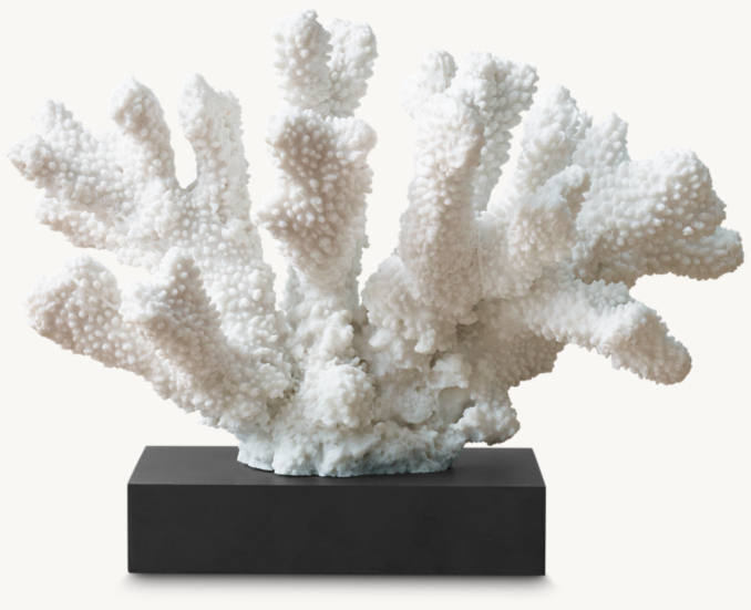 Front view of Branch Coral Specimen 