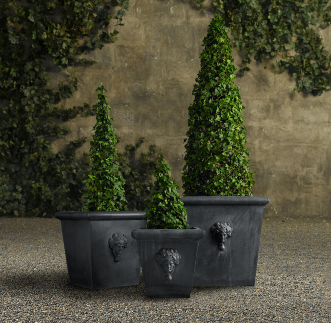 Live English Ivy Cone Topiaries