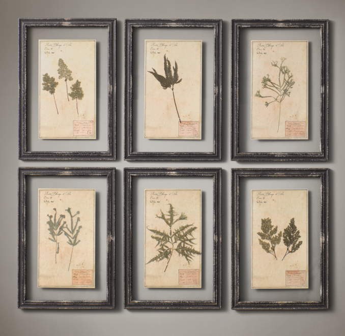19th C. Framed Herbariums Black (Set of 6)