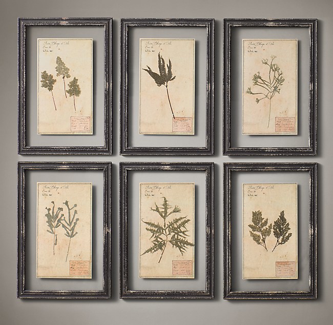 19th C. Framed Herbariums (Set of 6) Black