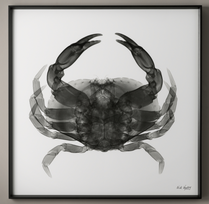 Nick Veasey X-ray Photography: Crab