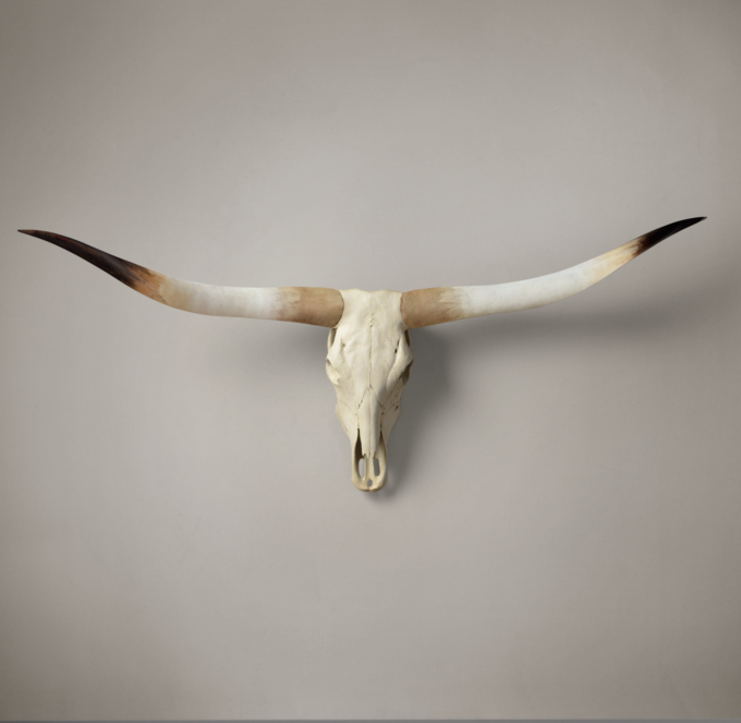 Texas Longhorn Steer Skull - Natural