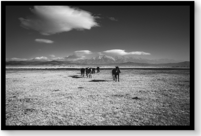 Front view of Strati Hovartos: Wild Horses I For General Public 
