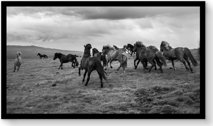 Front view of Strati Hovartos: Wild Horses Ii For General Public 