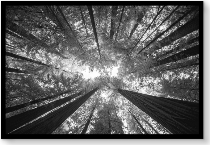 Strati Hovartos: Redwood Forest for General Public