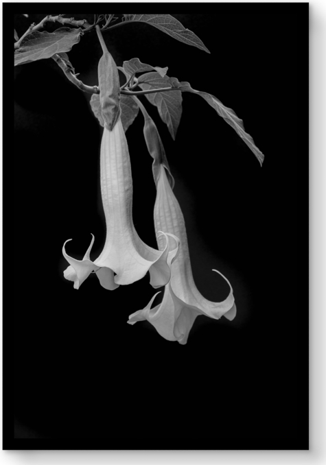 Front view of Lisa Romerein: Datura For General Public 