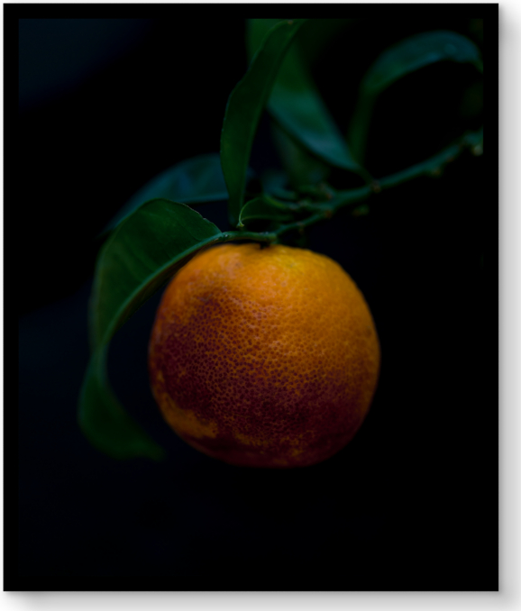 Front view of Lisa Romerein: Blood Orange For General Public 