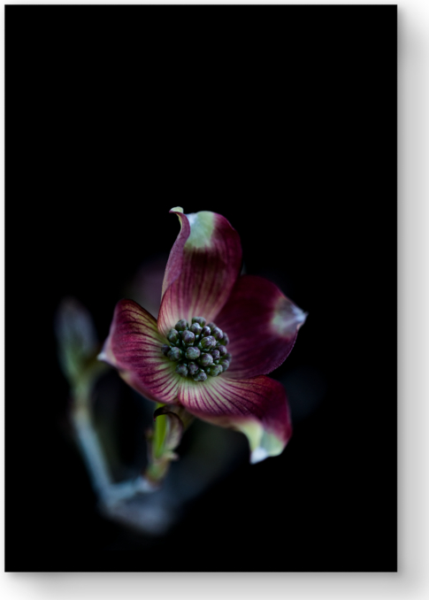 Front view of Lisa Romerein: Pink Dogwood For General Public 