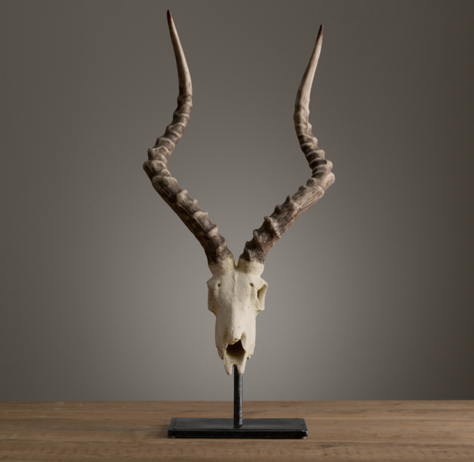 Ridged Antelope Horns