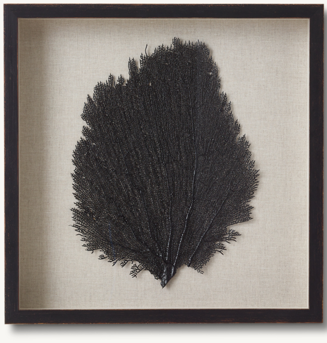 Hand-Tinted Sea Fan