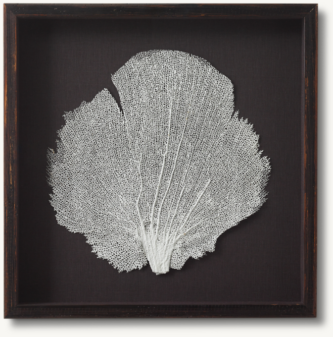 Hand-Tinted Sea Fan