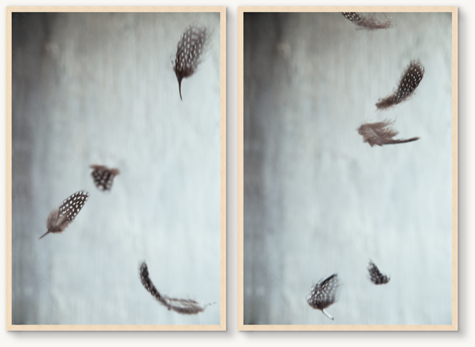 Lisa Romerein: Feathers I & II Collection for General Public
