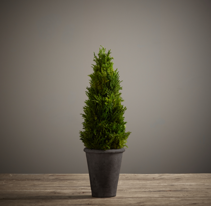 18" Preserved Cypress Topiary