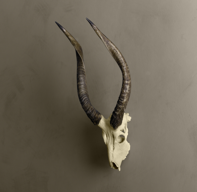 Ridged Antelope Horns In Cast Resin