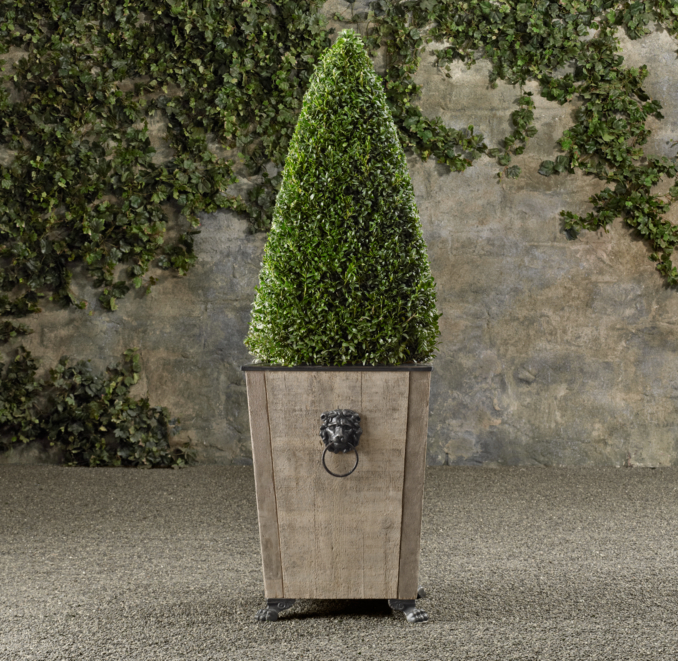 live boxwood topiary outdoor