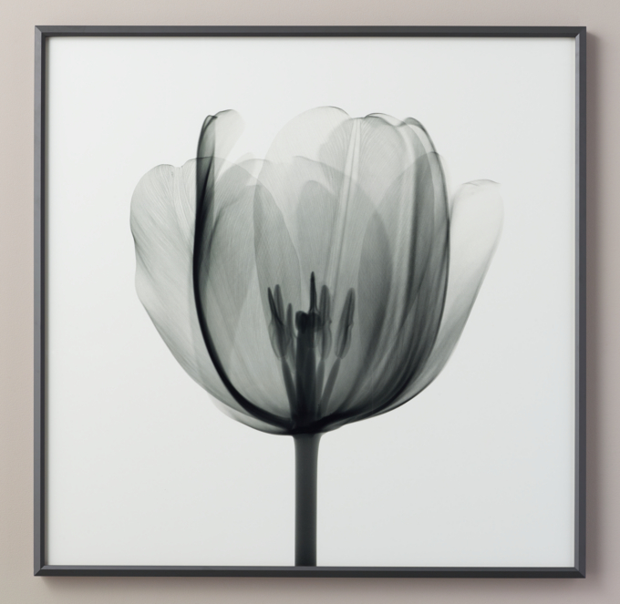 Nick Veasey X-Ray Photography: Tulip Head